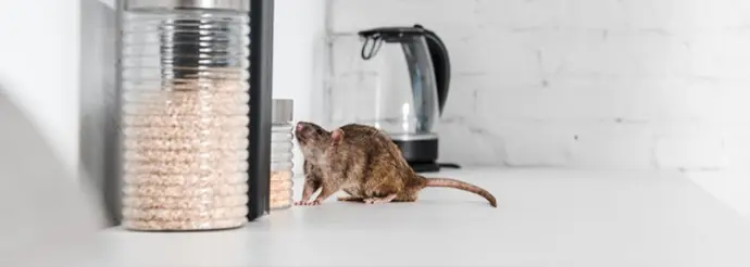 piège rat
